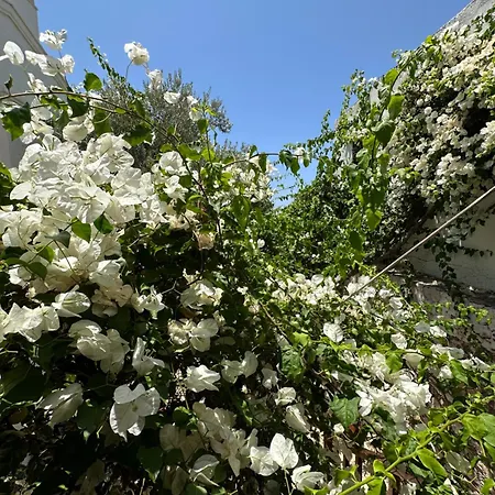 Courtyard * 卡尔坎